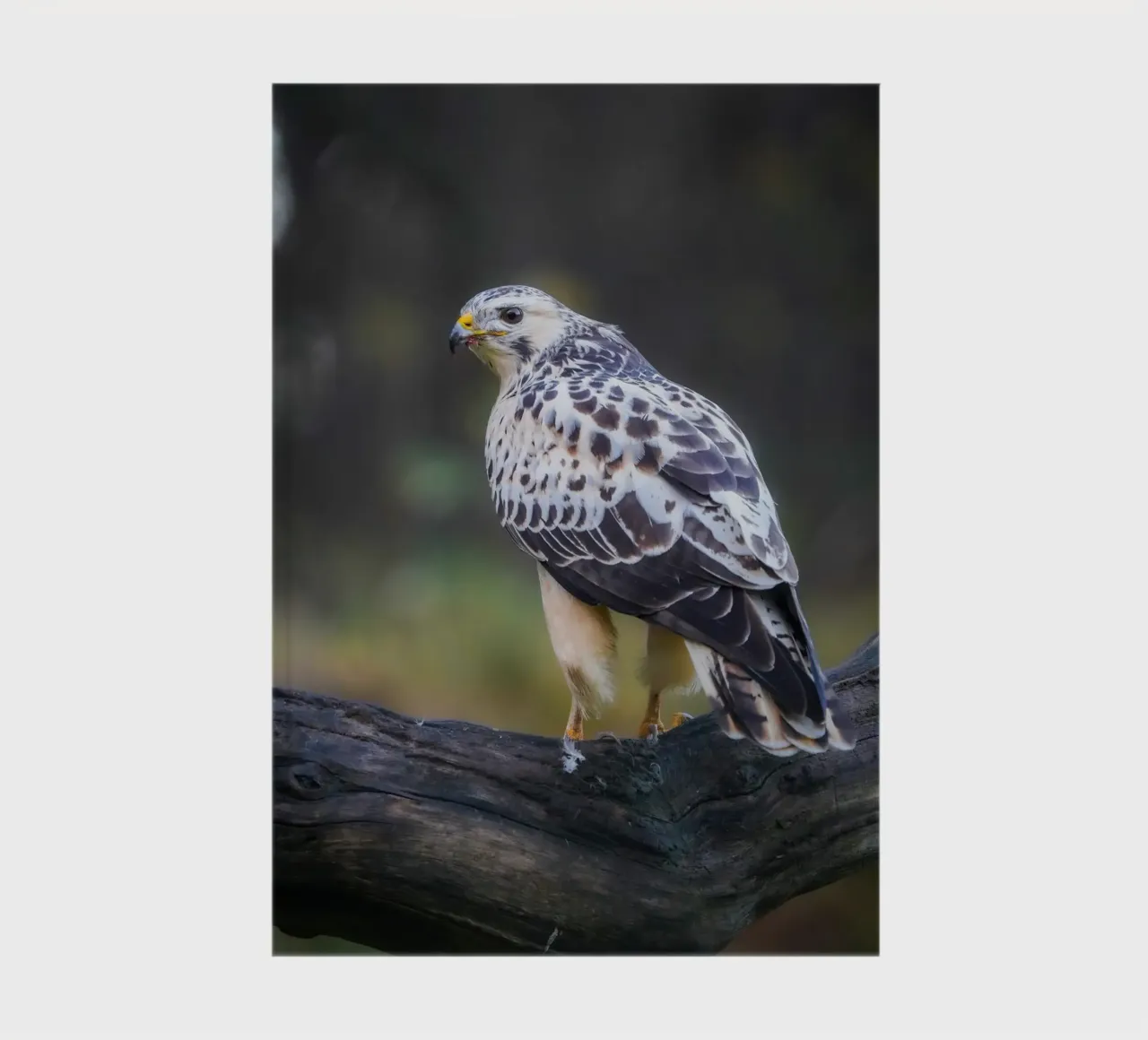 Buse variable carnet de notes de Tom's Wildlife