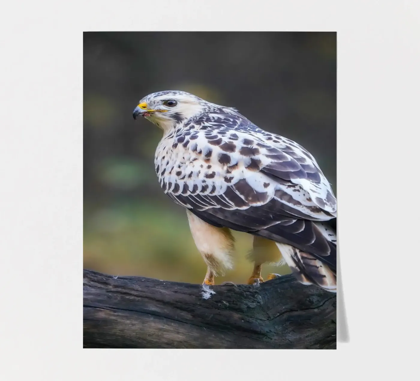Buizerd stickervel van Tom's Wildlife