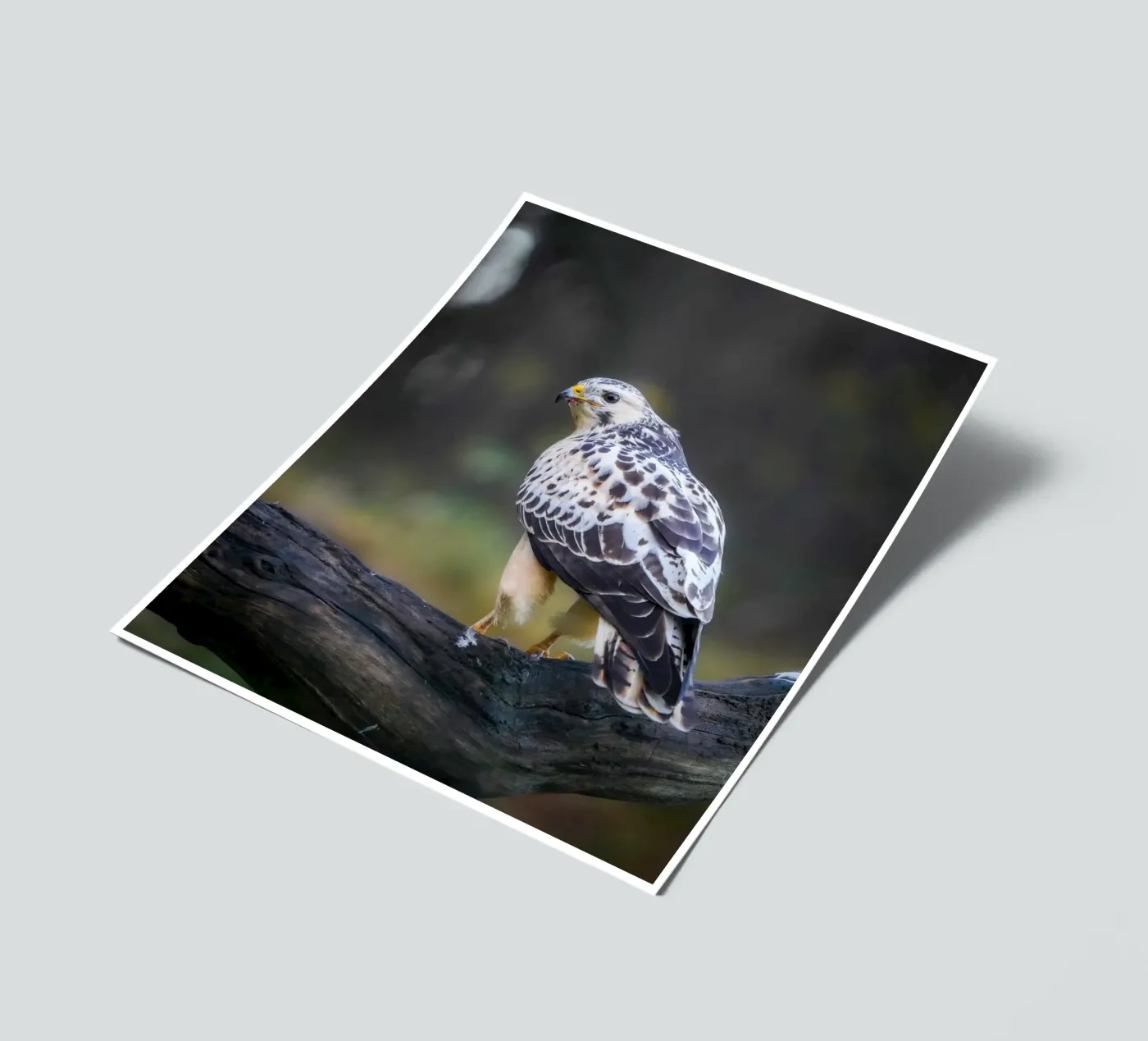 Buizerd stickervel van Tom's Wildlife