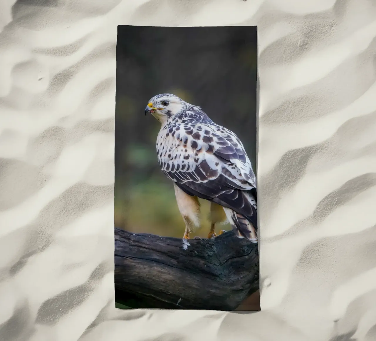 Poiana comune telo mare da Tom's Wildlife