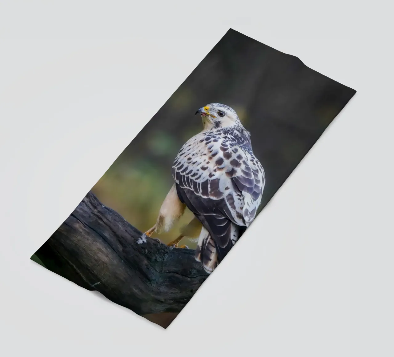 Poiana comune telo mare da Tom's Wildlife