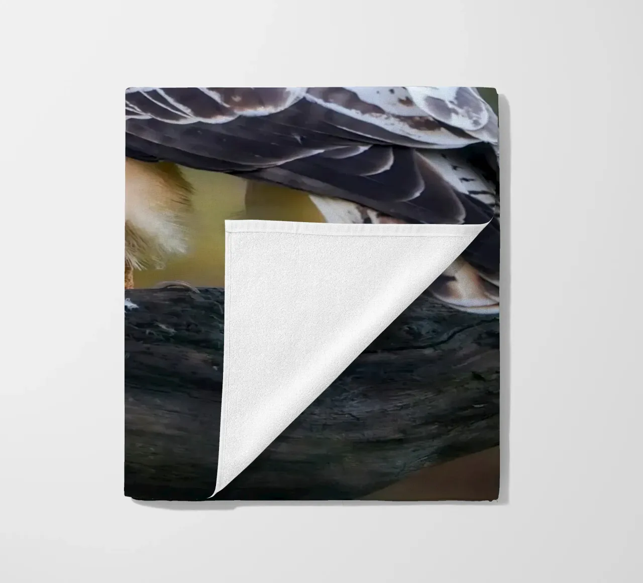 Poiana comune telo mare da Tom's Wildlife