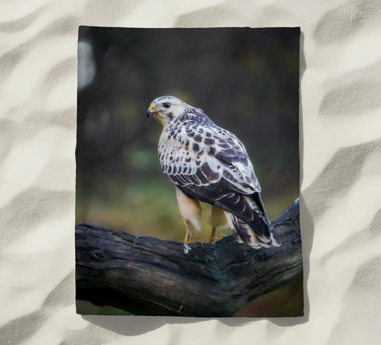 Poiana comune telo mare da Tom's Wildlife