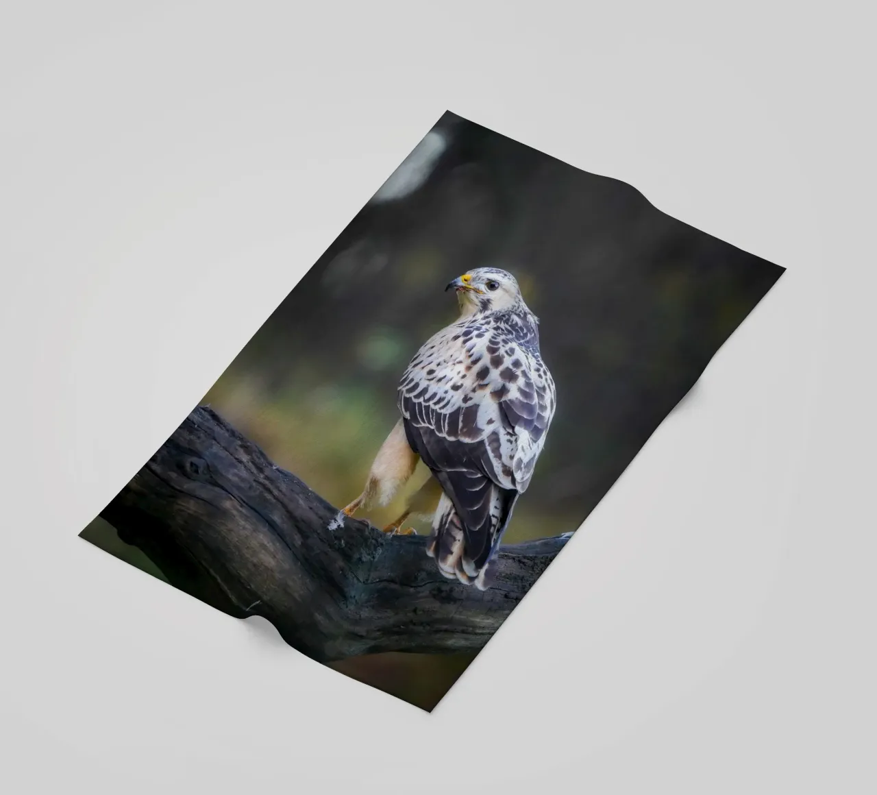 Poiana comune telo mare da Tom's Wildlife