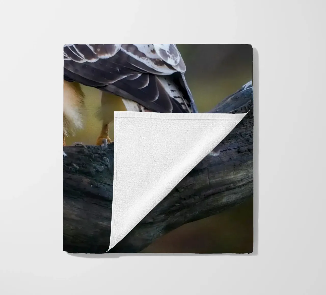 Poiana comune telo mare da Tom's Wildlife