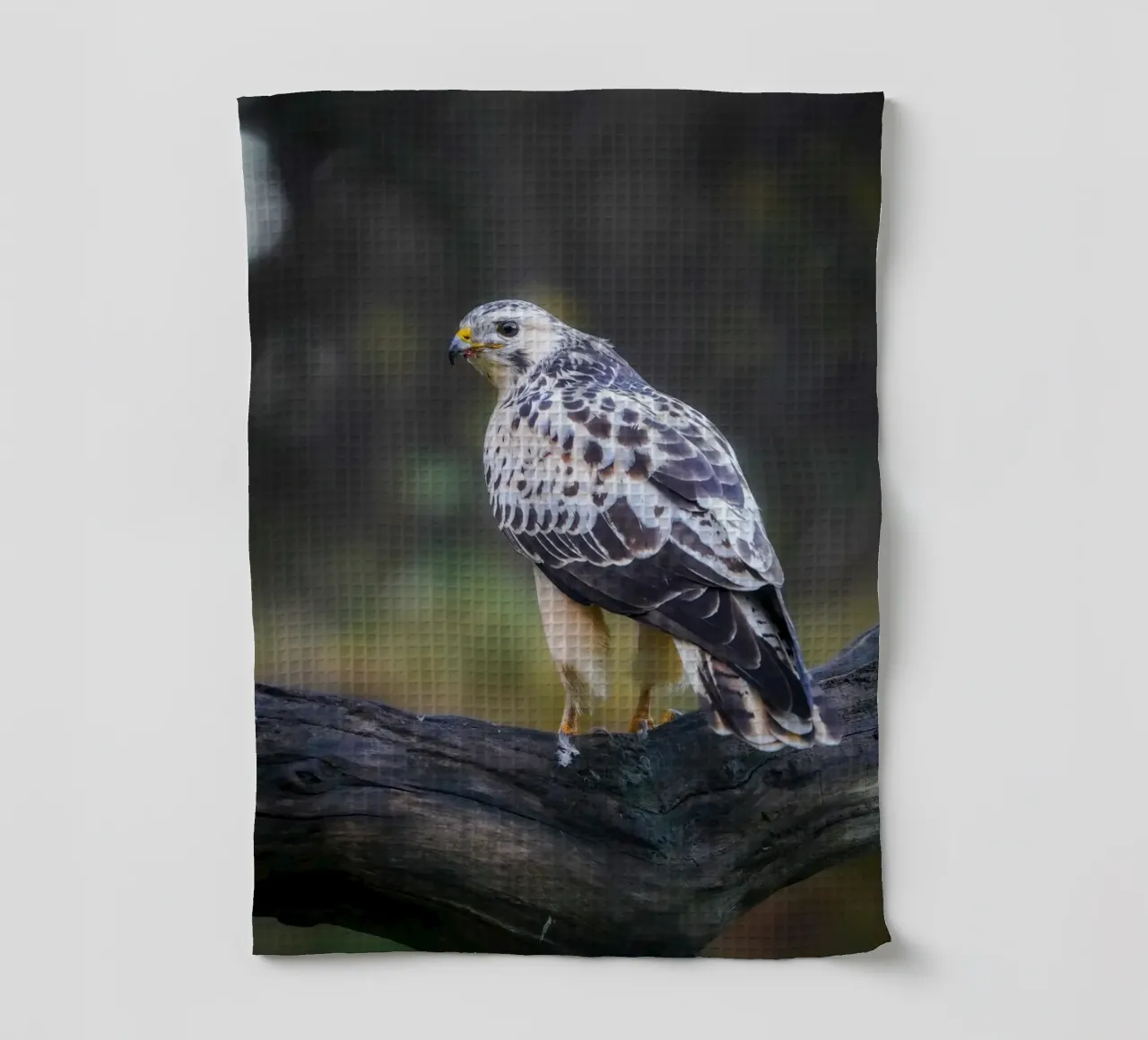 Buse variable torchon de Tom's Wildlife