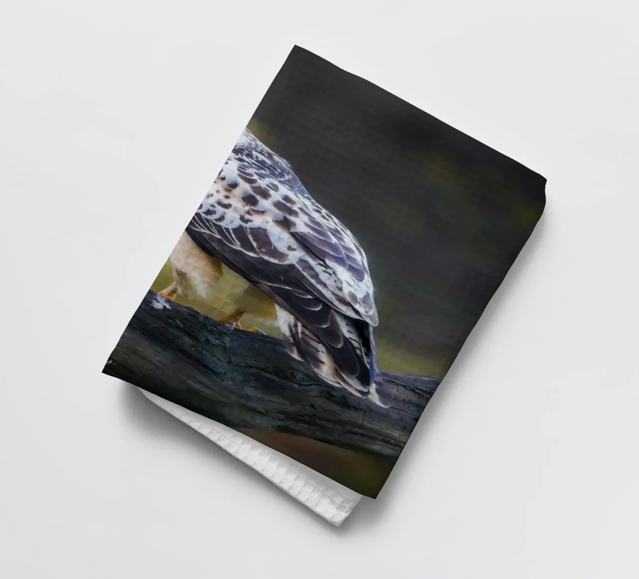 Buse variable torchon de Tom's Wildlife