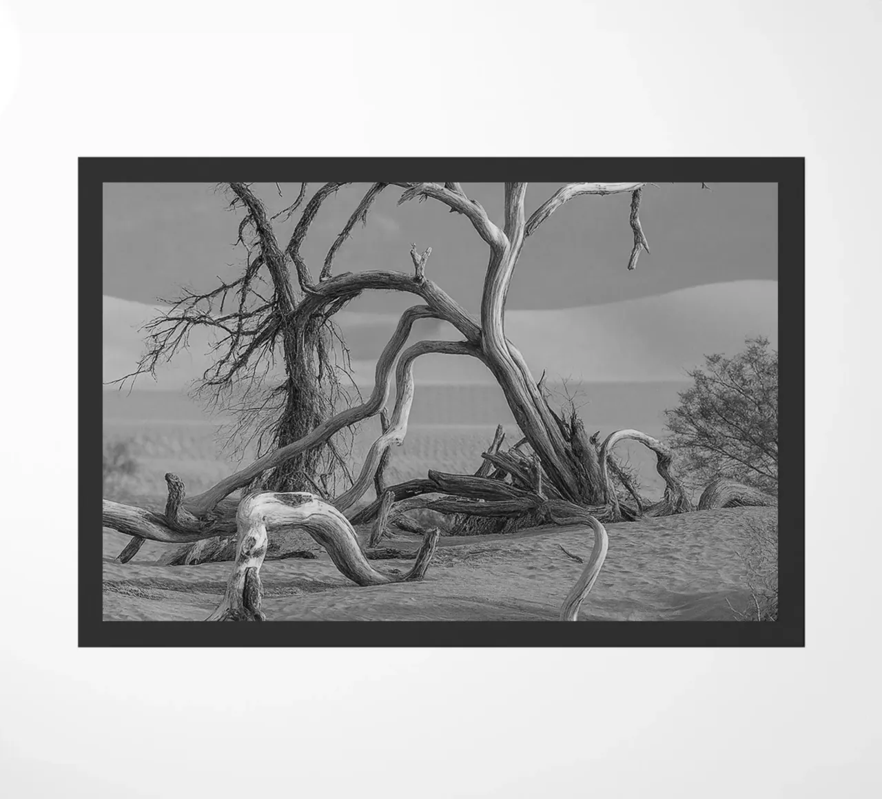 alberi secchi zerbino da BlogSawoo