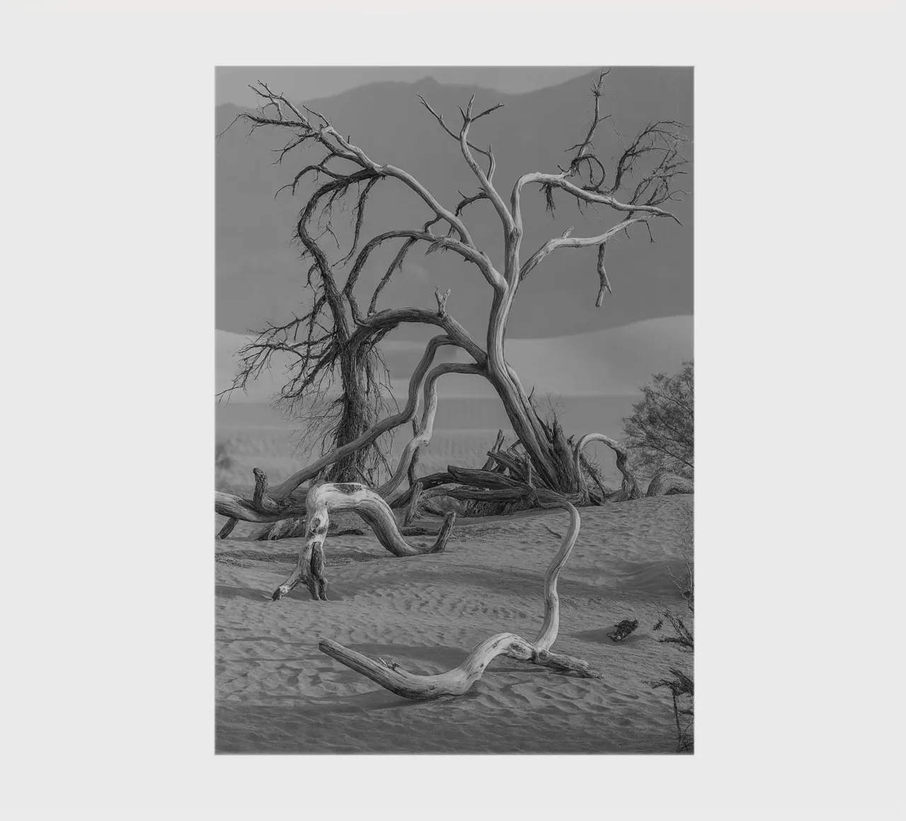 dry trees notebook by BlogSawoo