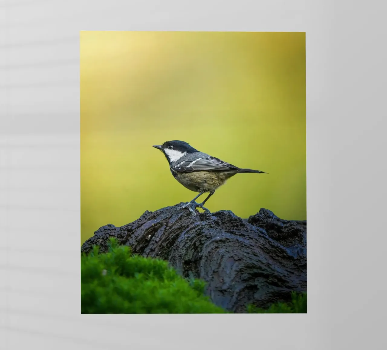 Tetta di carbone pellicola backlit da Tom's Wildlife