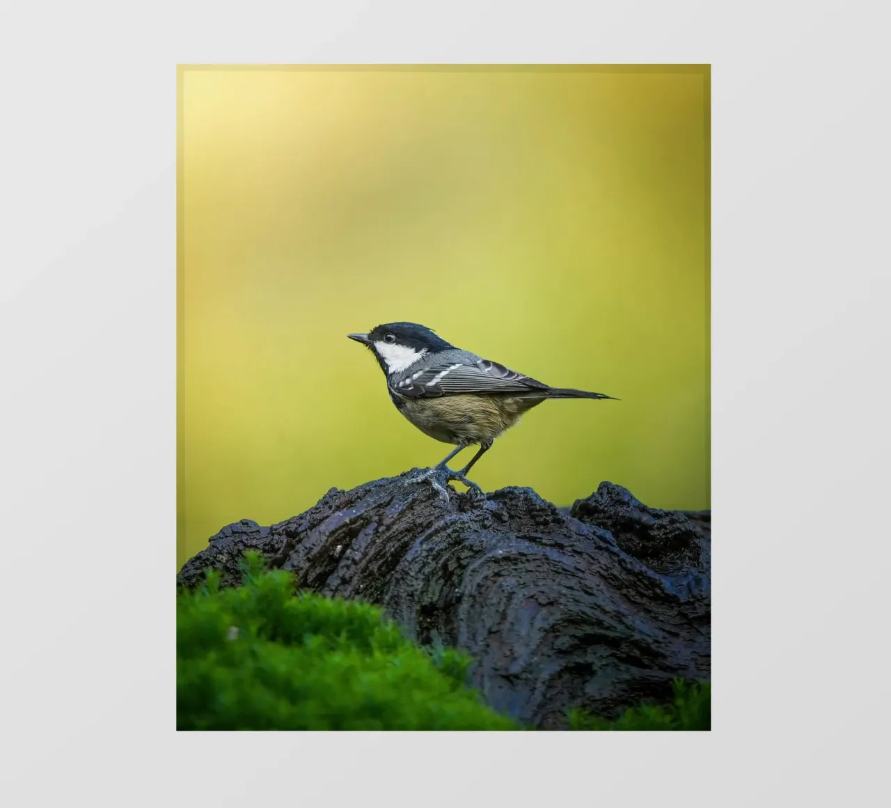 Koolmees fotobehang van Tom's Wildlife