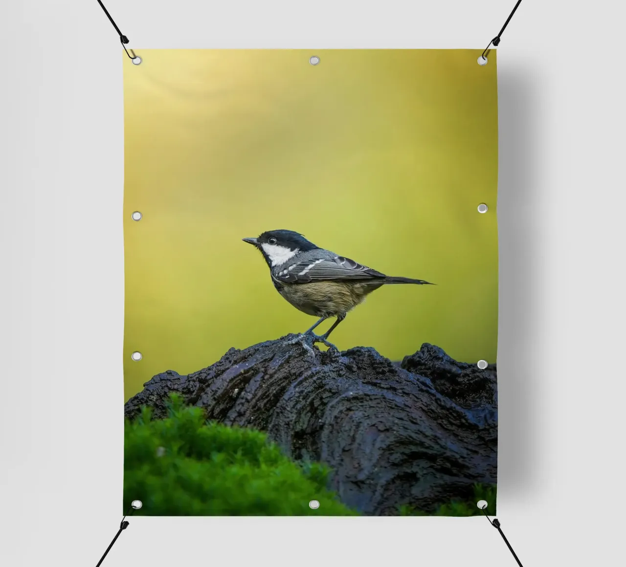 Tetta di carbone telo in pvc da Tom's Wildlife