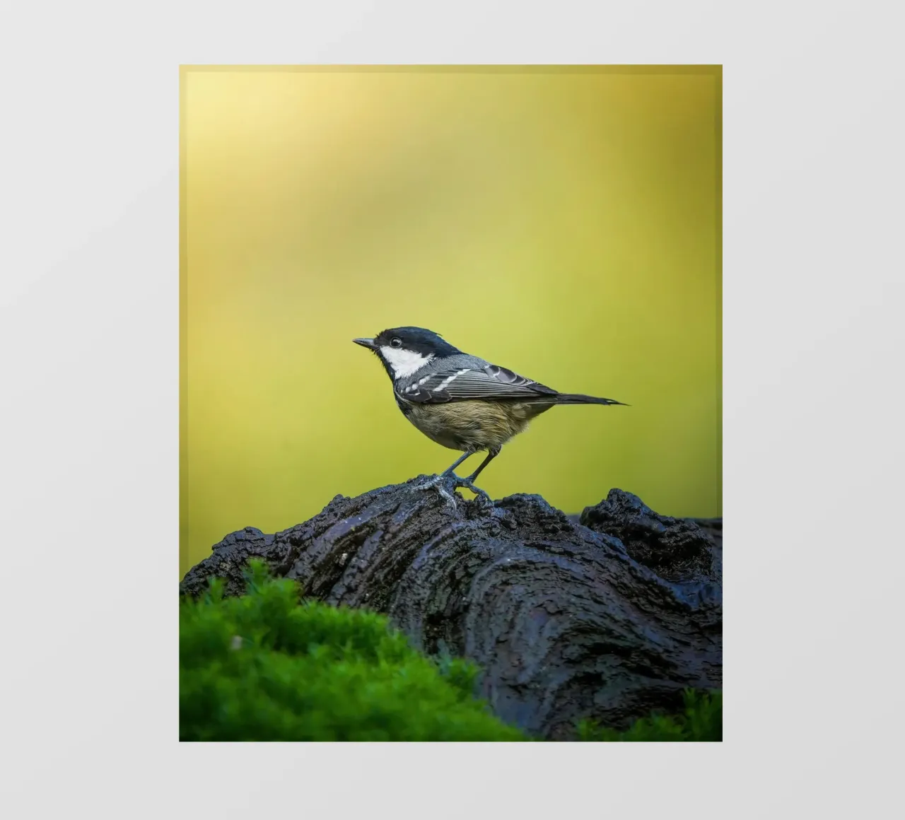 Tetta di carbone telo in pvc da Tom's Wildlife