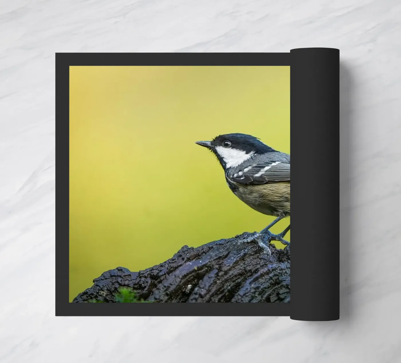 Tetta di carbone zerbino da Tom's Wildlife