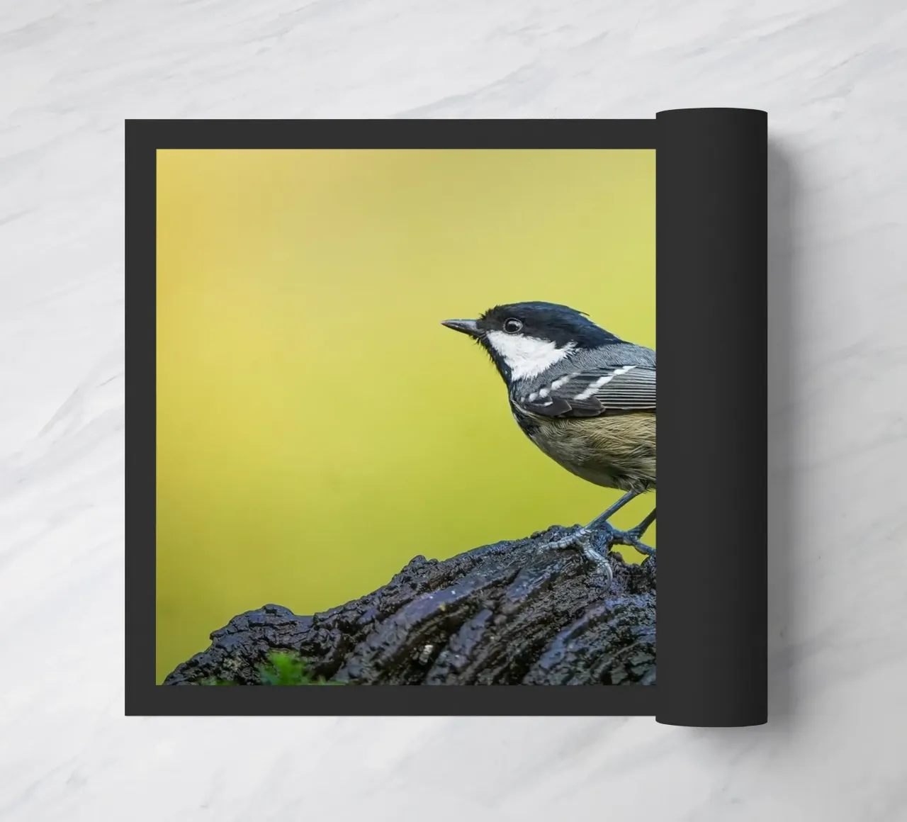 Tetta di carbone zerbino da Tom's Wildlife