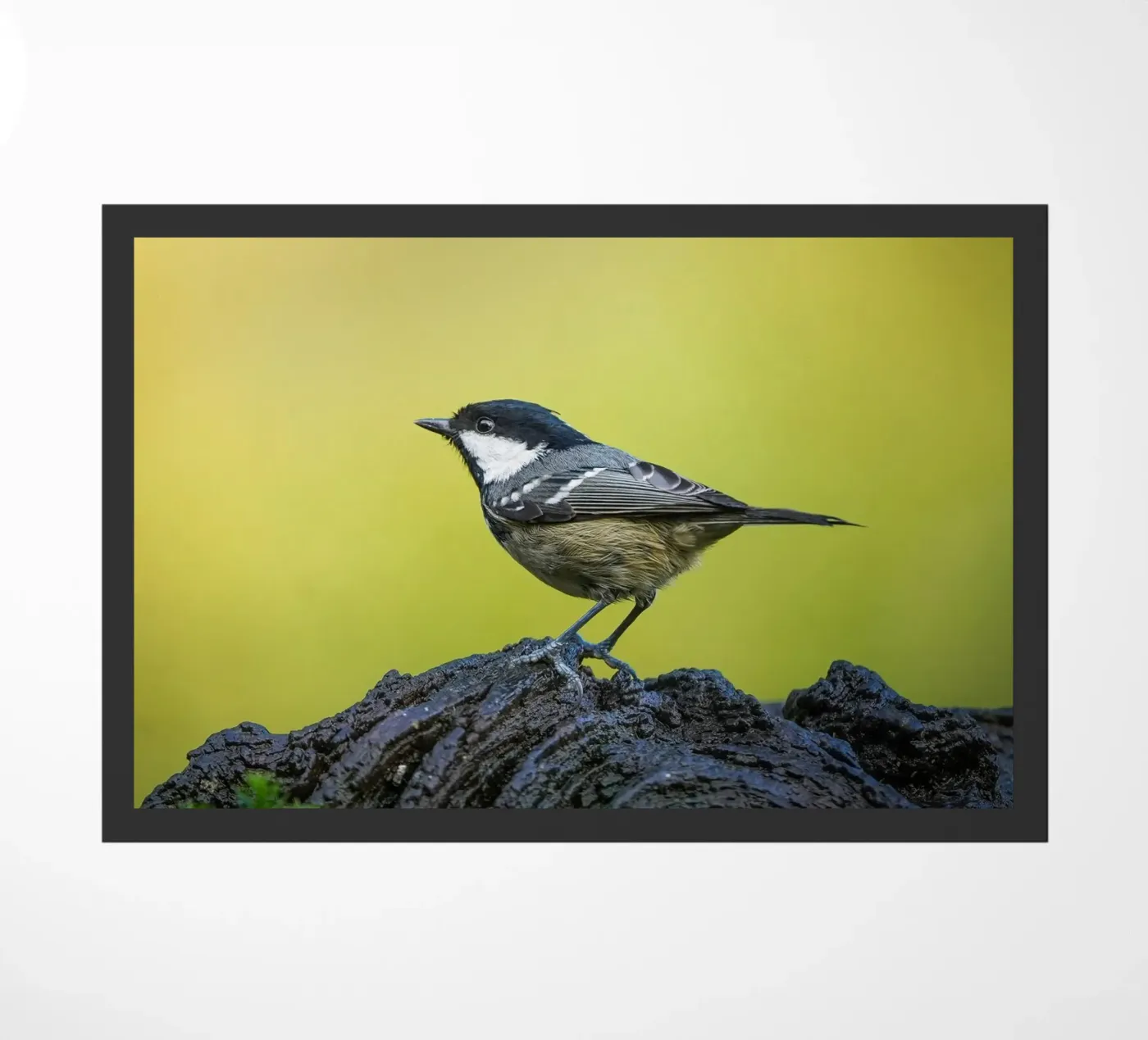 Tetta di carbone zerbino da Tom's Wildlife