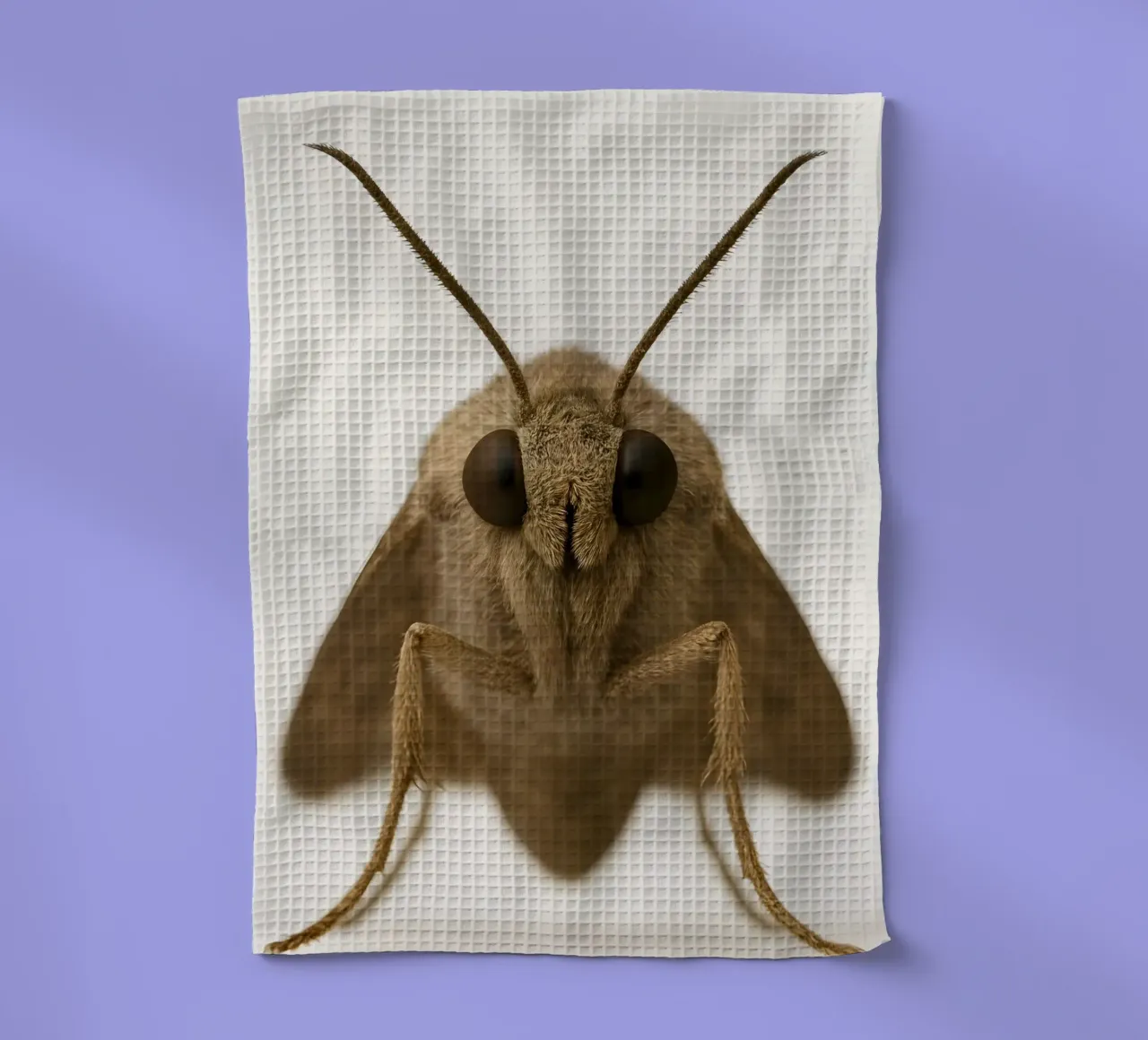 Portrait de papillon de nuit macro - Minimalist Insect Art Print torchon de Happy Wild Prints