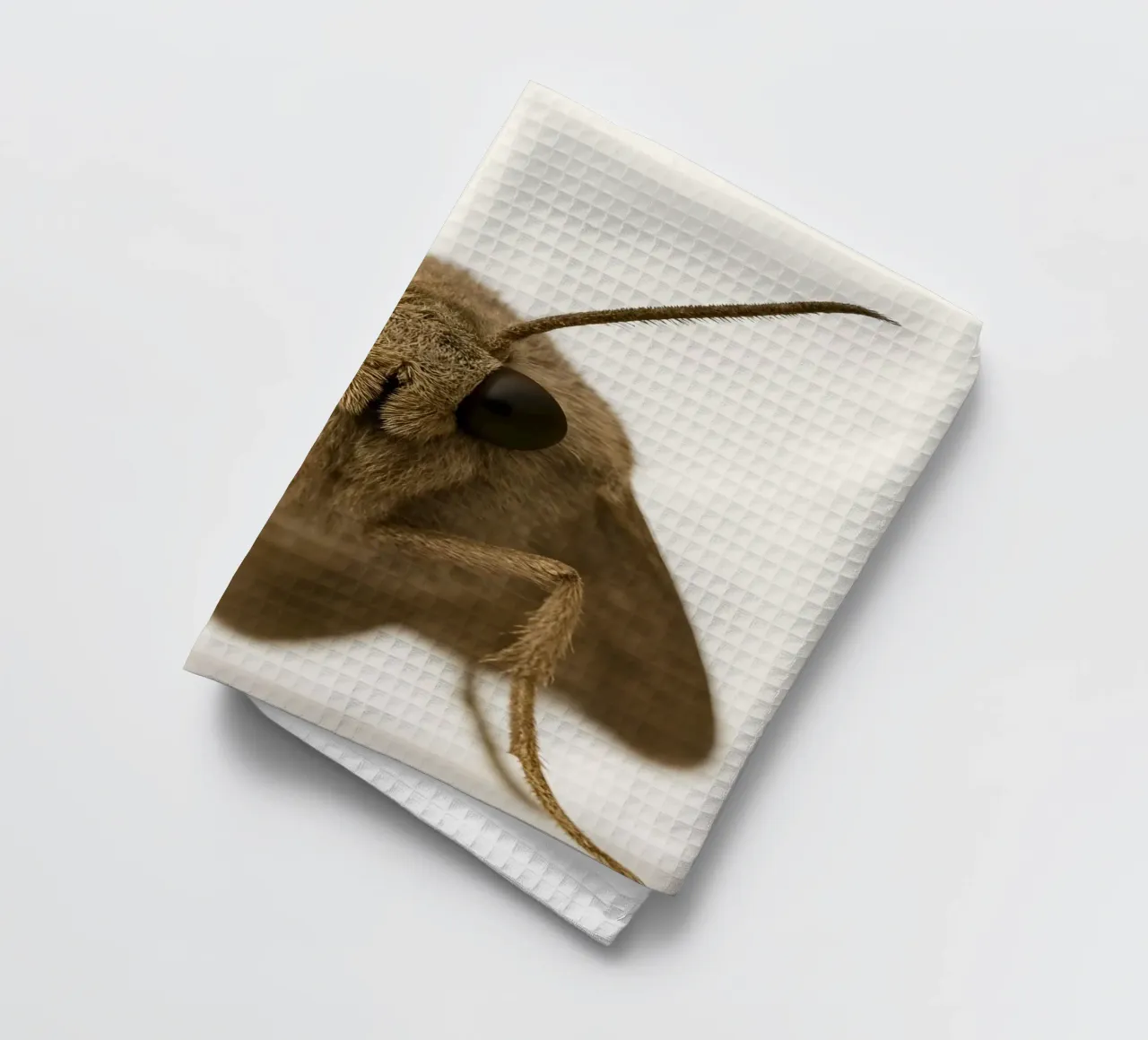 Portrait de papillon de nuit macro - Minimalist Insect Art Print torchon de Happy Wild Prints