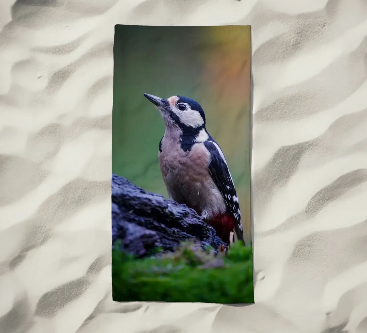 picchio telo mare da Tom's Wildlife