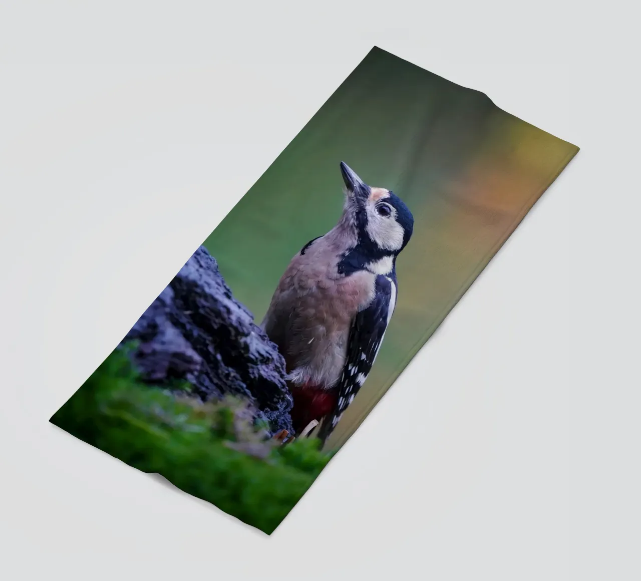 picchio telo mare da Tom's Wildlife