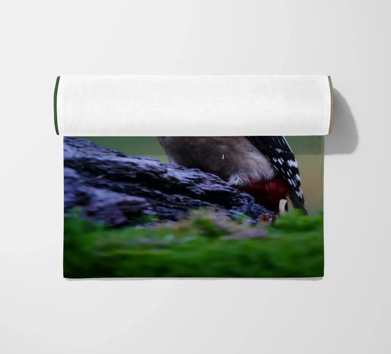 picchio telo mare da Tom's Wildlife