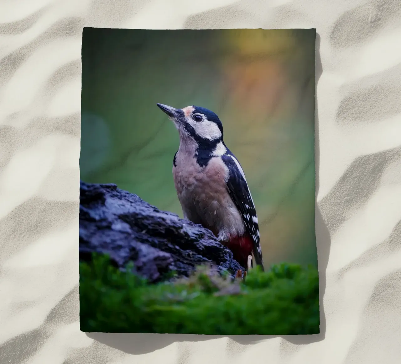 picchio telo mare da Tom's Wildlife