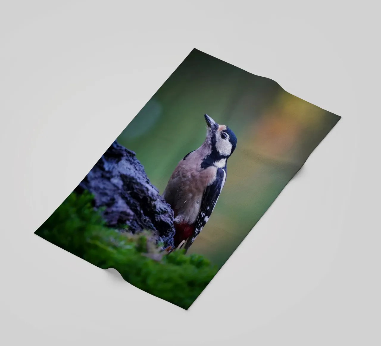 picchio telo mare da Tom's Wildlife