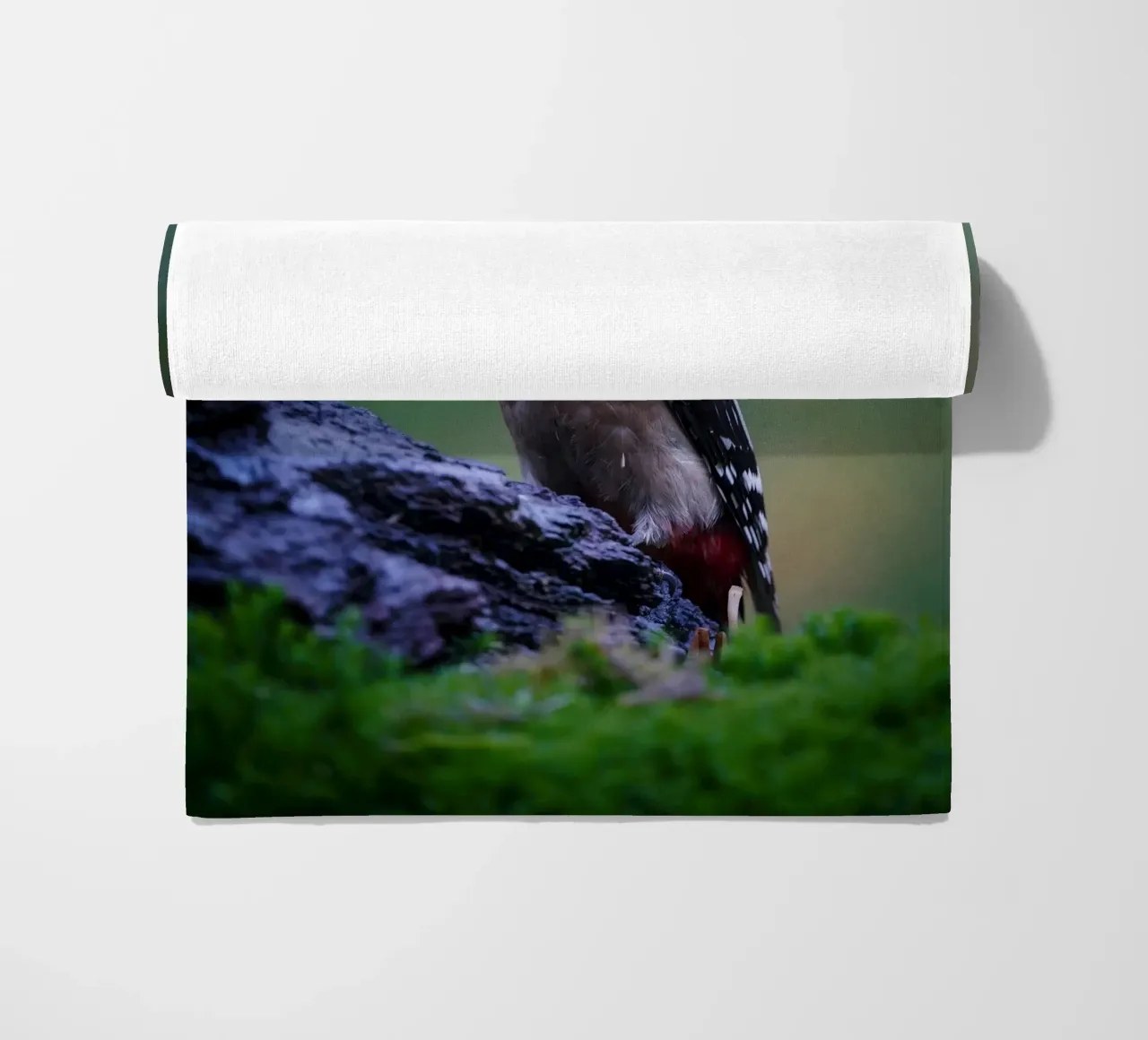 picchio telo mare da Tom's Wildlife