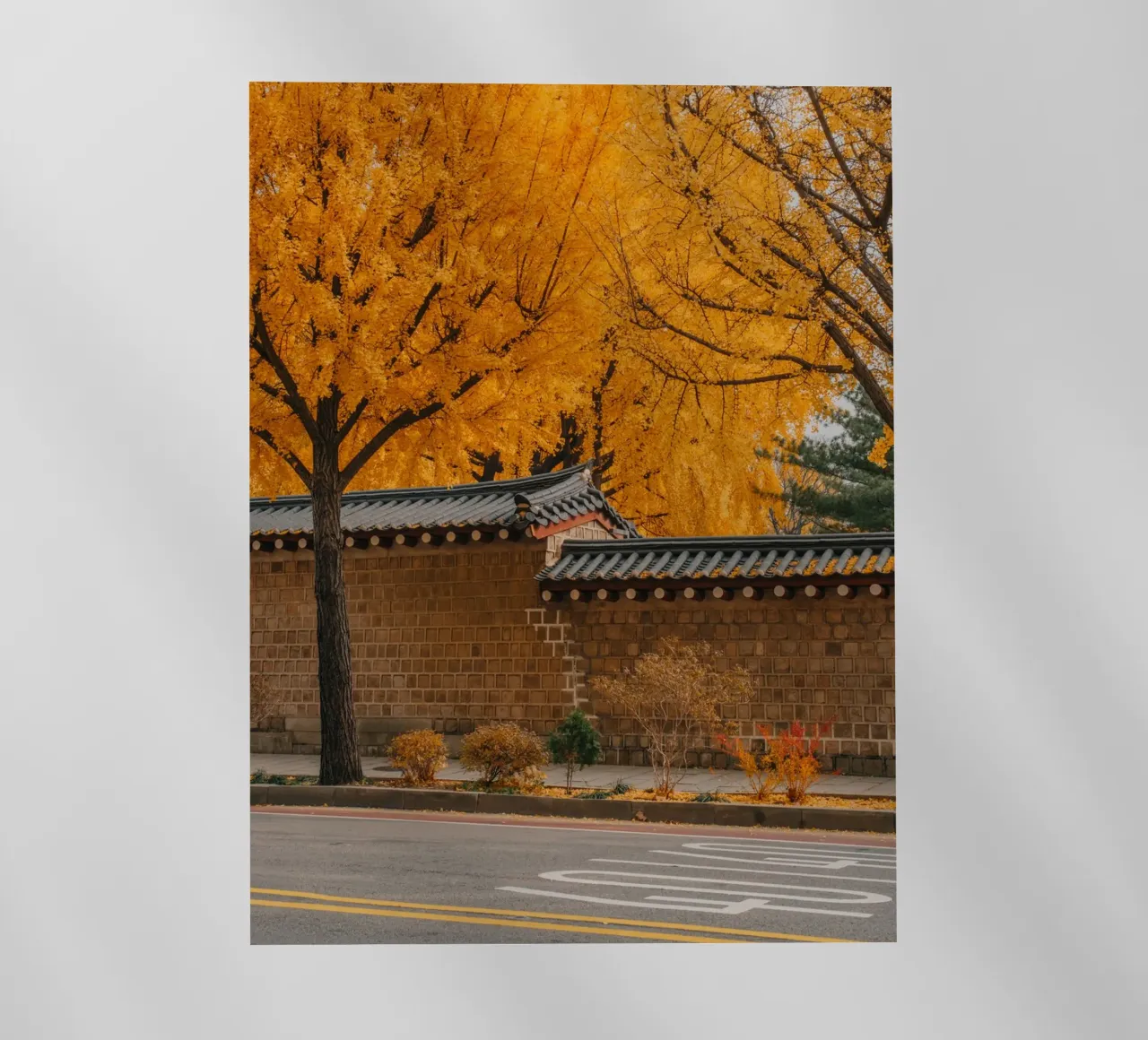 Alberi di ginkgo dorati a Seul, Corea del Sud pellicola backlit da mbgraphx2