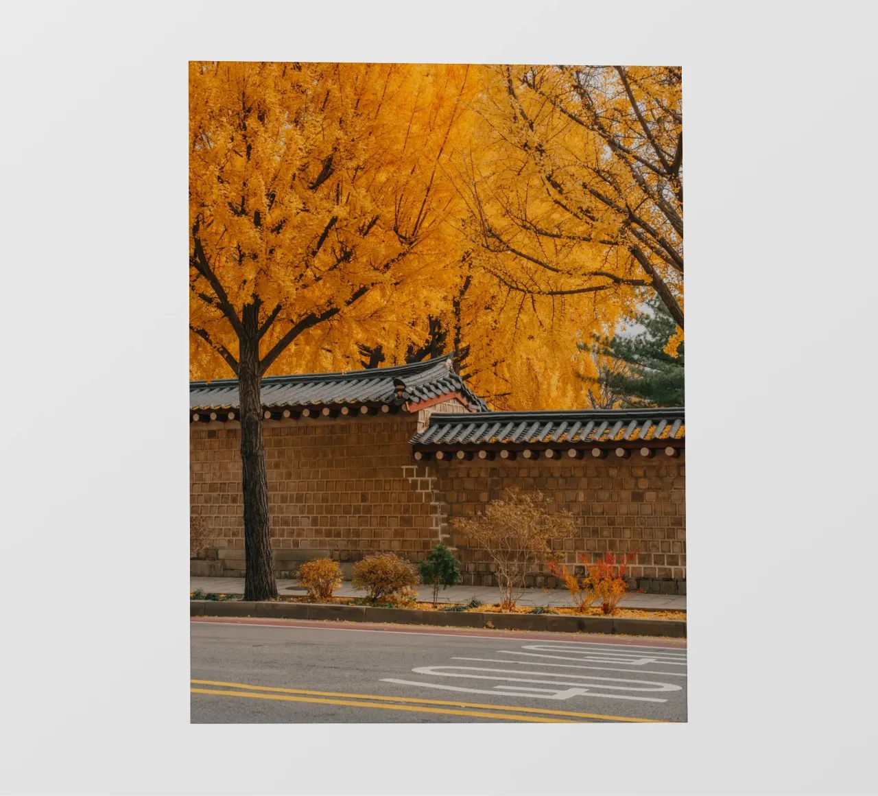 Alberi di ginkgo dorati a Seul, Corea del Sud pellicola backlit da mbgraphx2