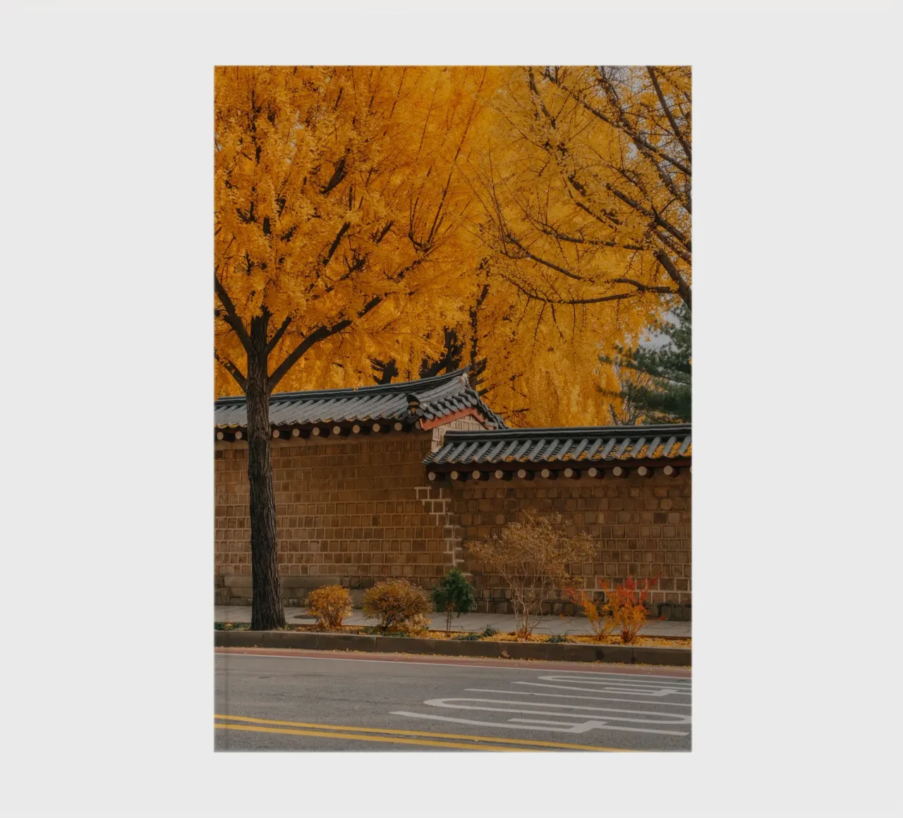 Alberi di ginkgo dorati a Seul, Corea del Sud diario da mbgraphx2