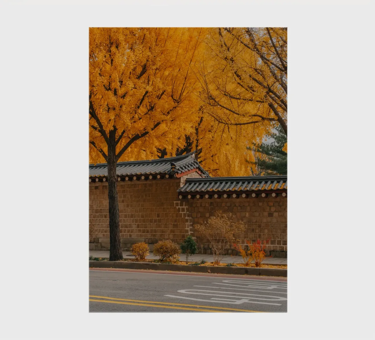 Alberi di ginkgo dorati a Seul, Corea del Sud diario da mbgraphx2