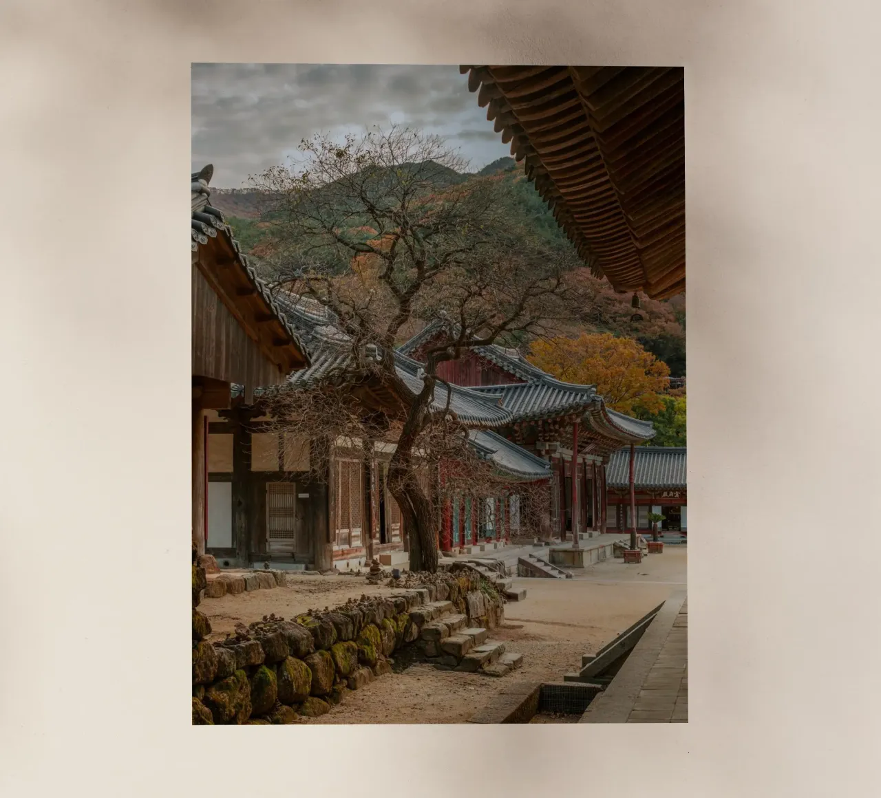 Vecchio albero del tempio di Hwaeomsa, Corea del Sud pellicola backlit da mbgraphx2