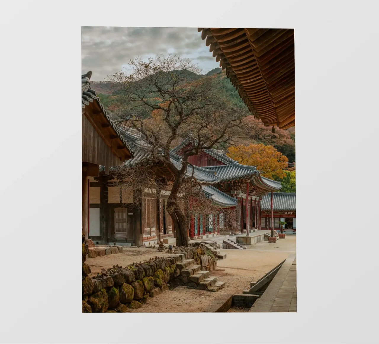 Vecchio albero del tempio di Hwaeomsa, Corea del Sud telo in pvc da mbgraphx2