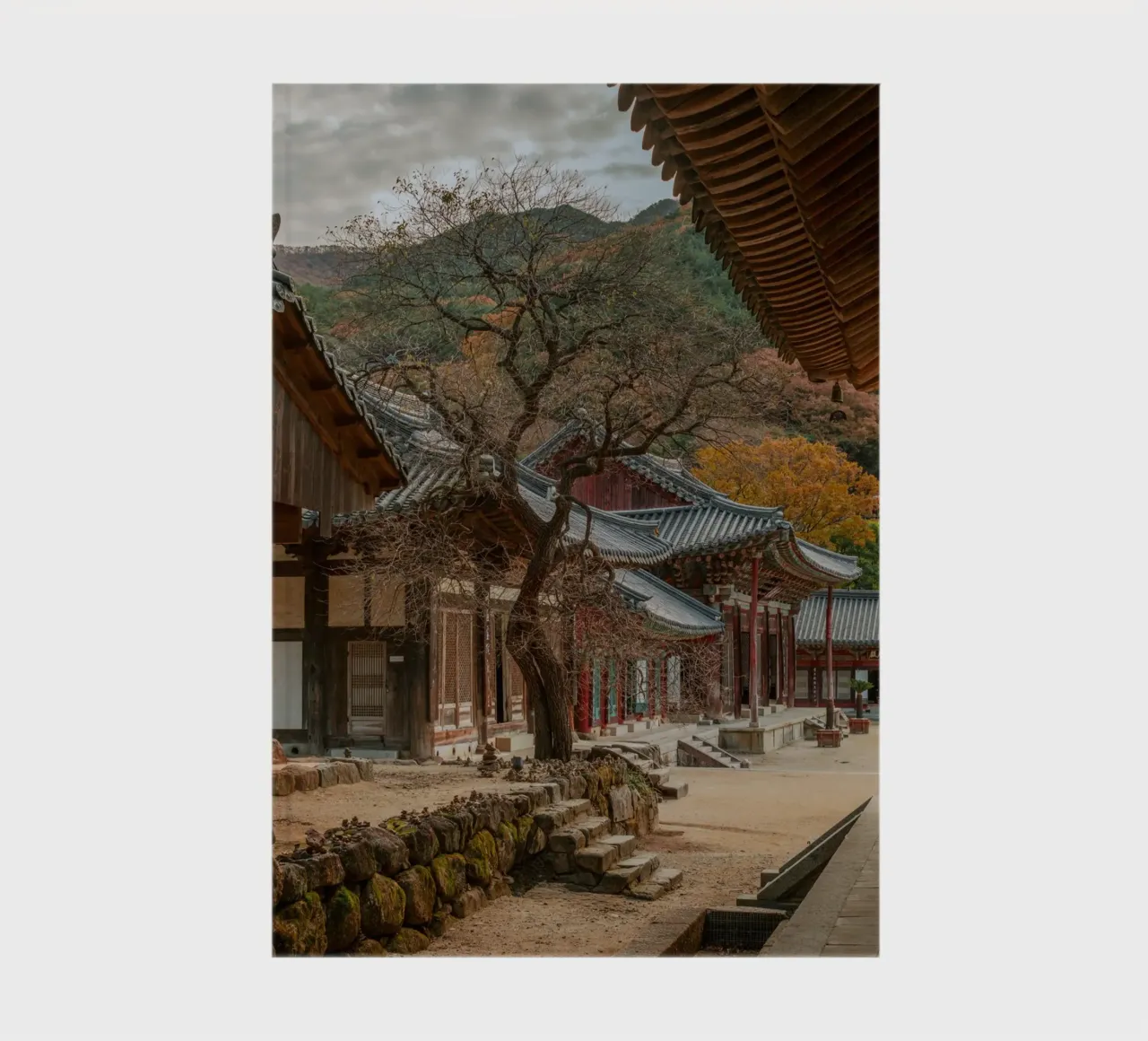 Vecchio albero del tempio di Hwaeomsa, Corea del Sud diario da mbgraphx2