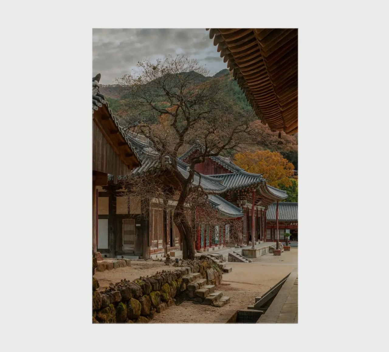 Vecchio albero del tempio di Hwaeomsa, Corea del Sud diario da mbgraphx2