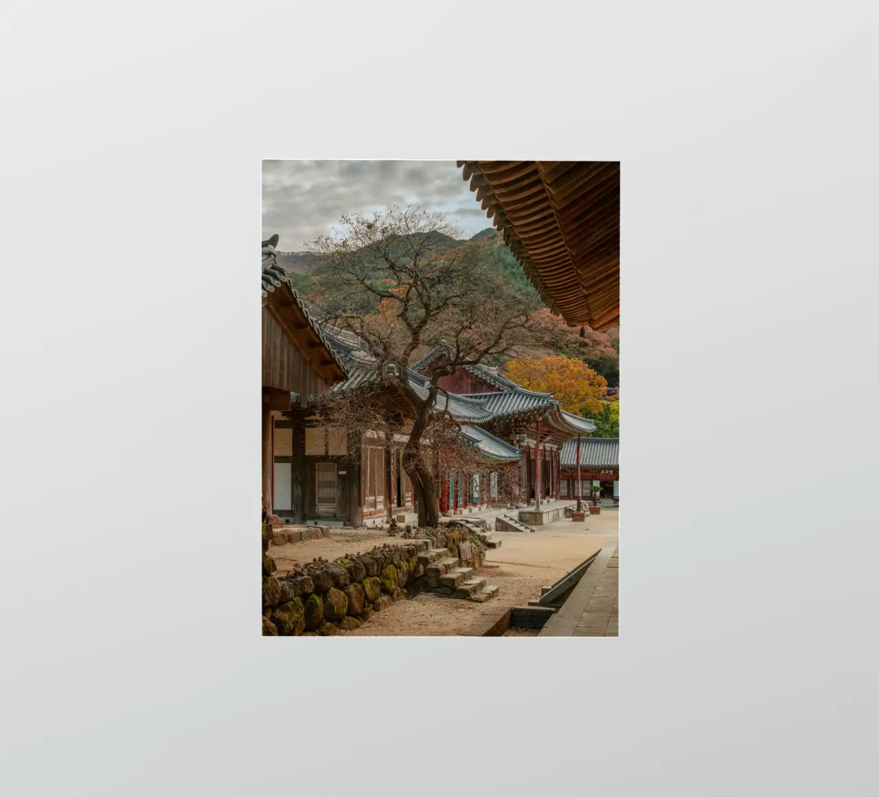 Vecchio albero del tempio di Hwaeomsa, Corea del Sud adesivo da mbgraphx2