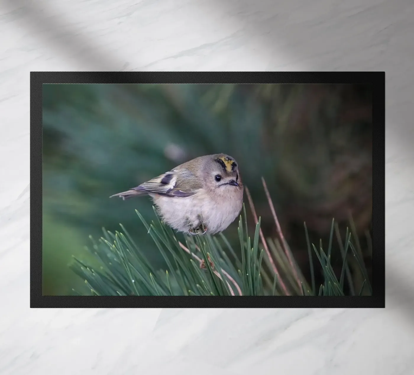 Goldcrest zerbino da Tom's Wildlife