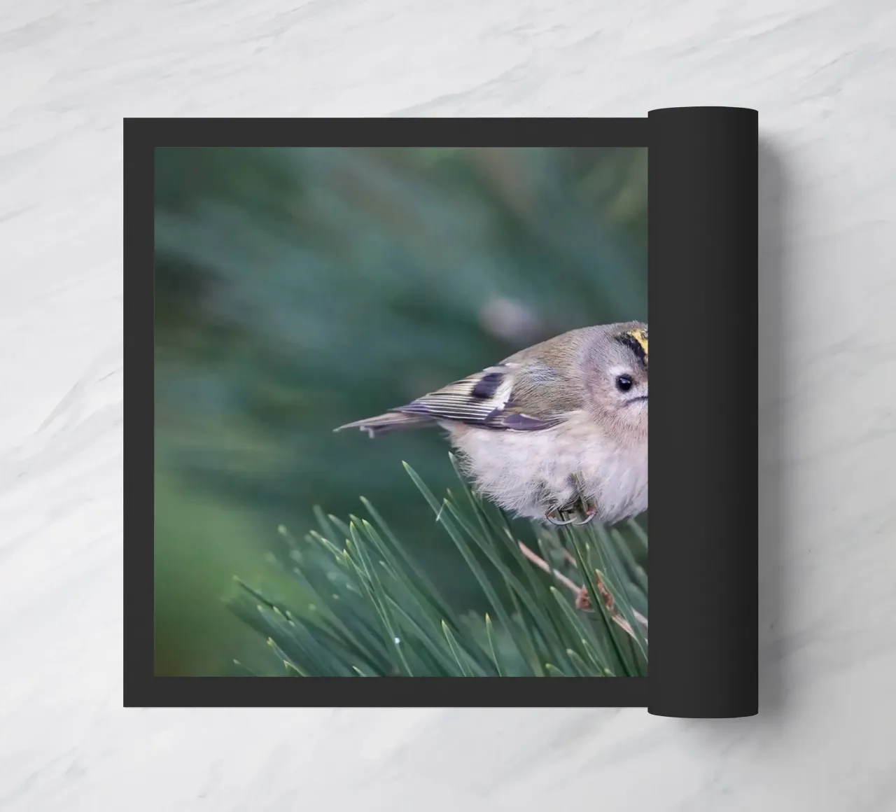 Goldcrest zerbino da Tom's Wildlife