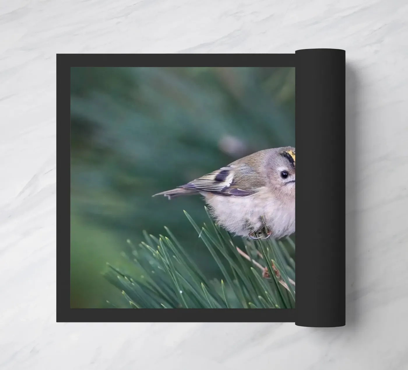 Goldcrest zerbino da Tom's Wildlife