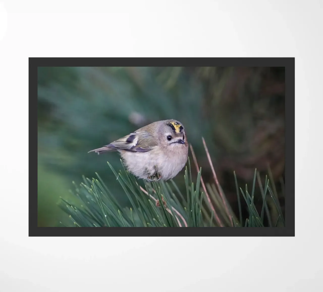 Goldcrest zerbino da Tom's Wildlife