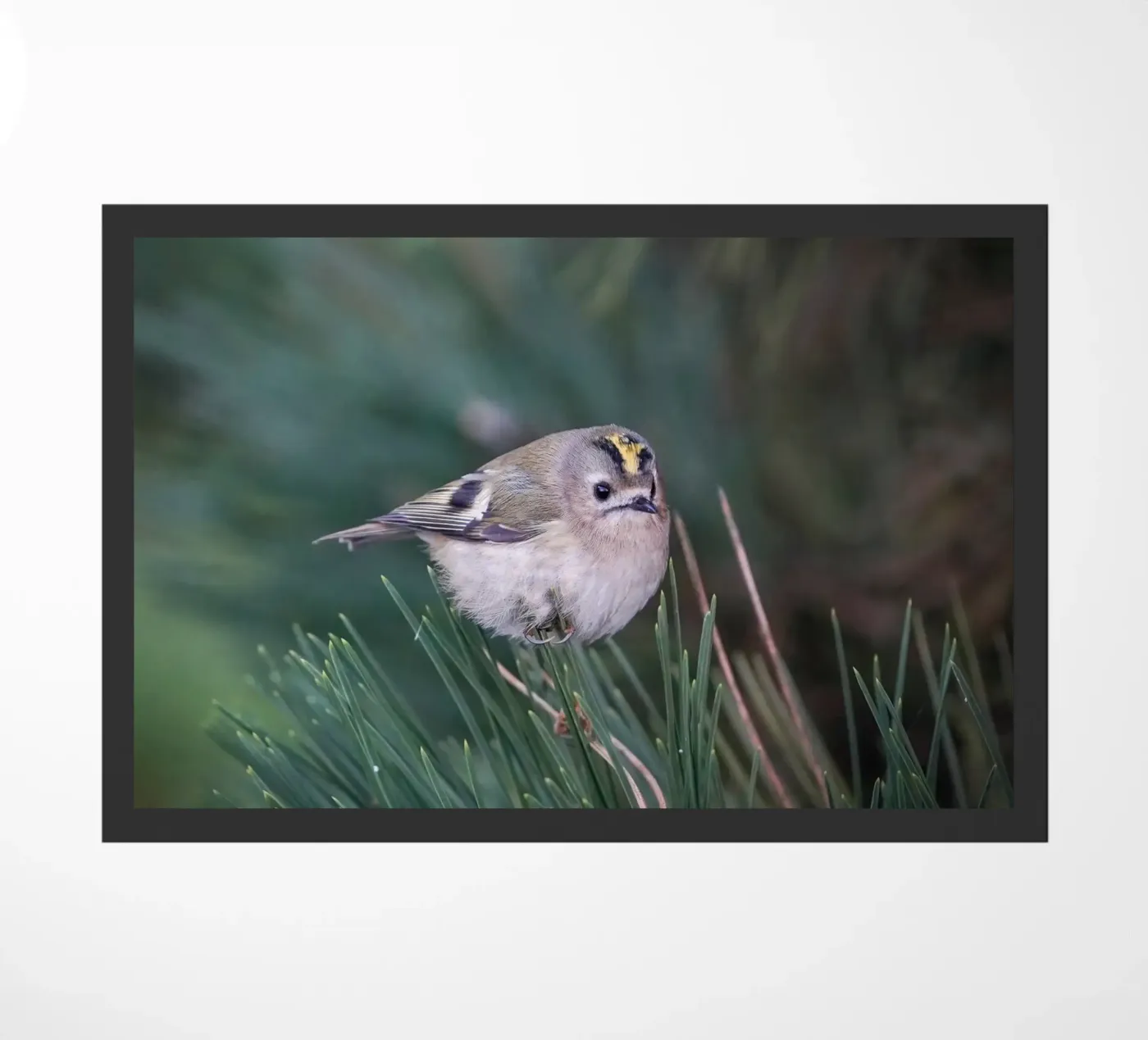 Goldcrest zerbino da Tom's Wildlife