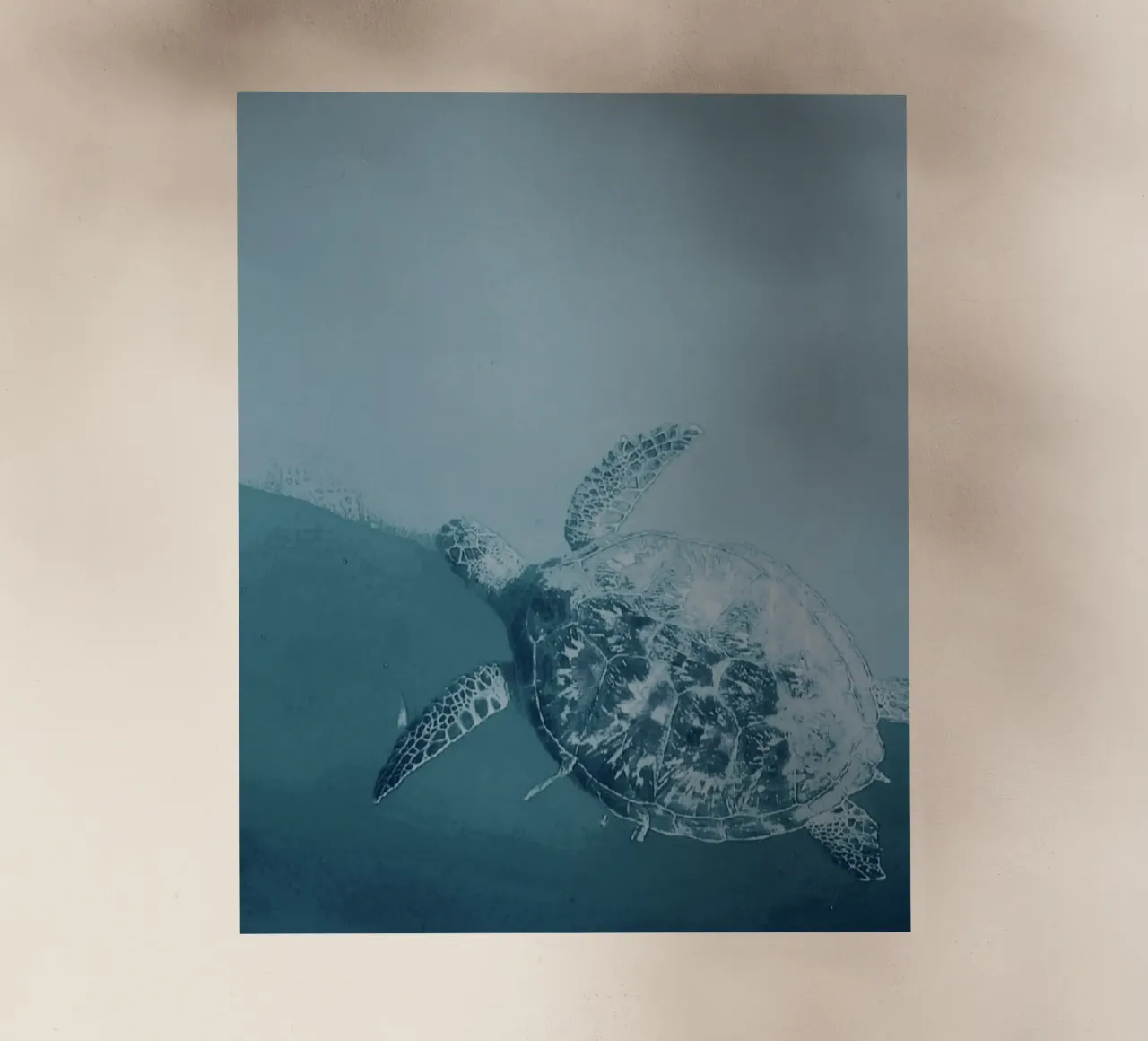 Turtle Swimming pellicola backlit da Tabea Jule Photography