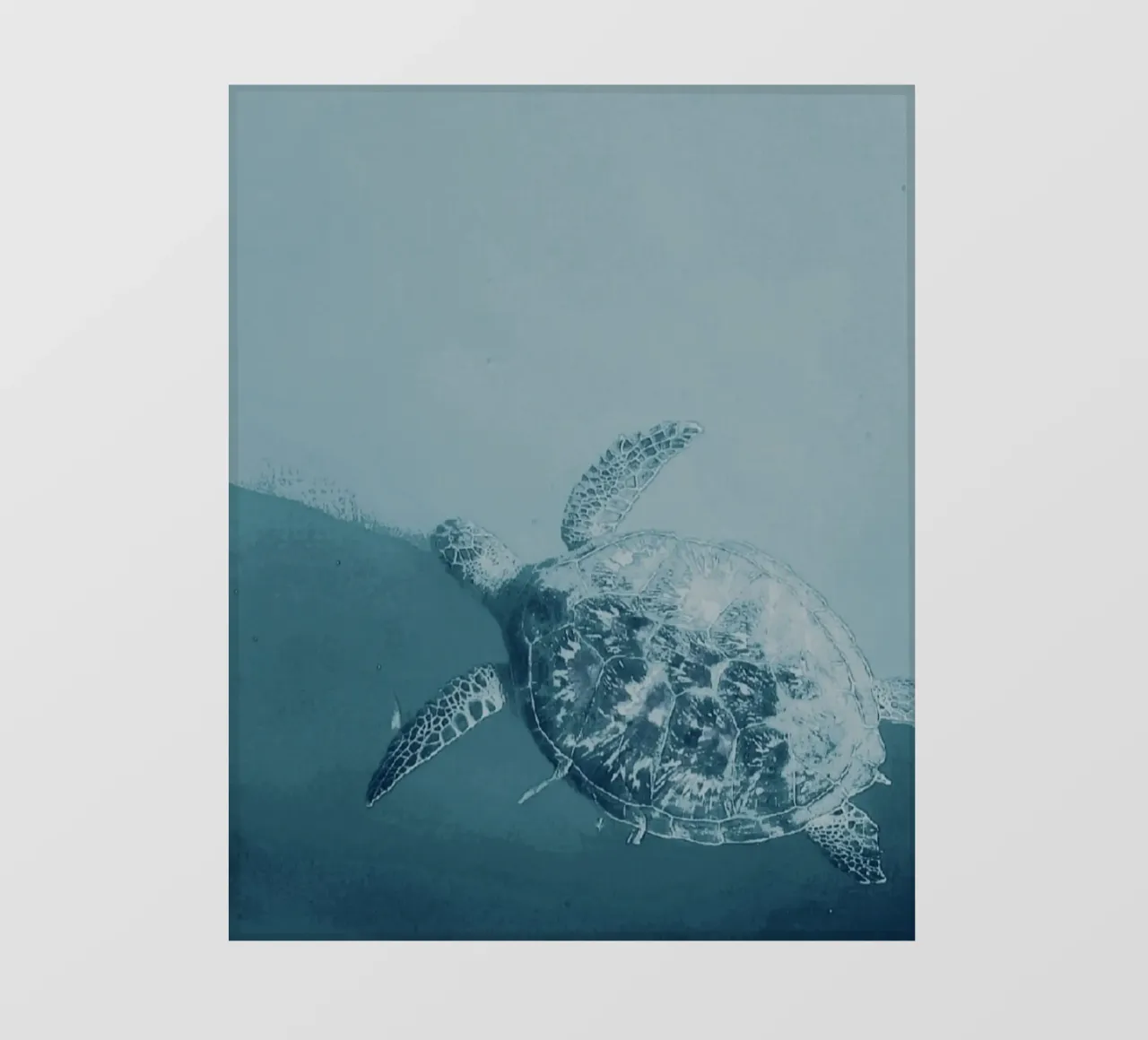Turtle Swimming pellicola backlit da Tabea Jule Photography
