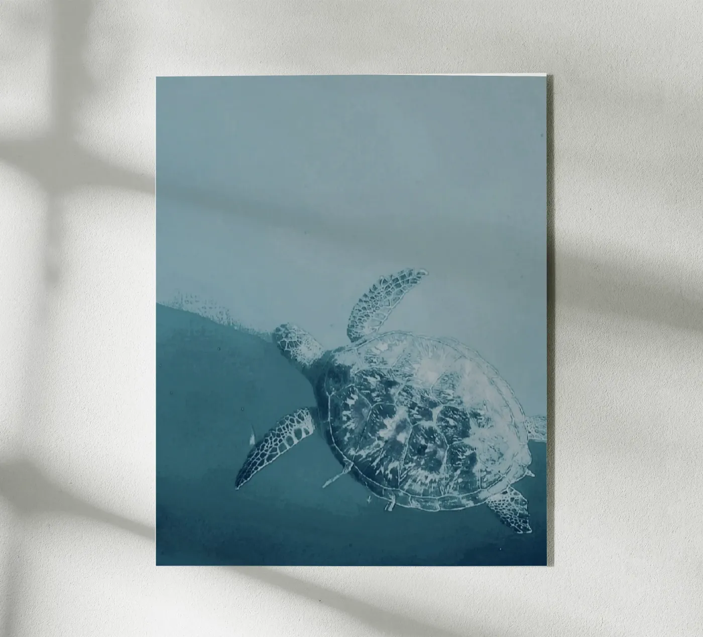 Turtle Swimming plexiglass da Tabea Jule Photography
