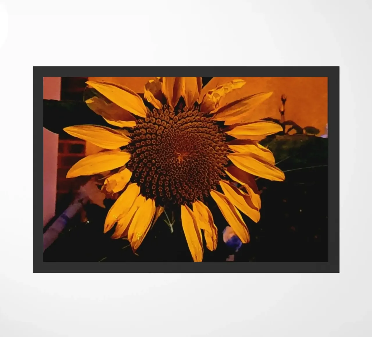 Sunflower zerbino da Tabea Jule Photography