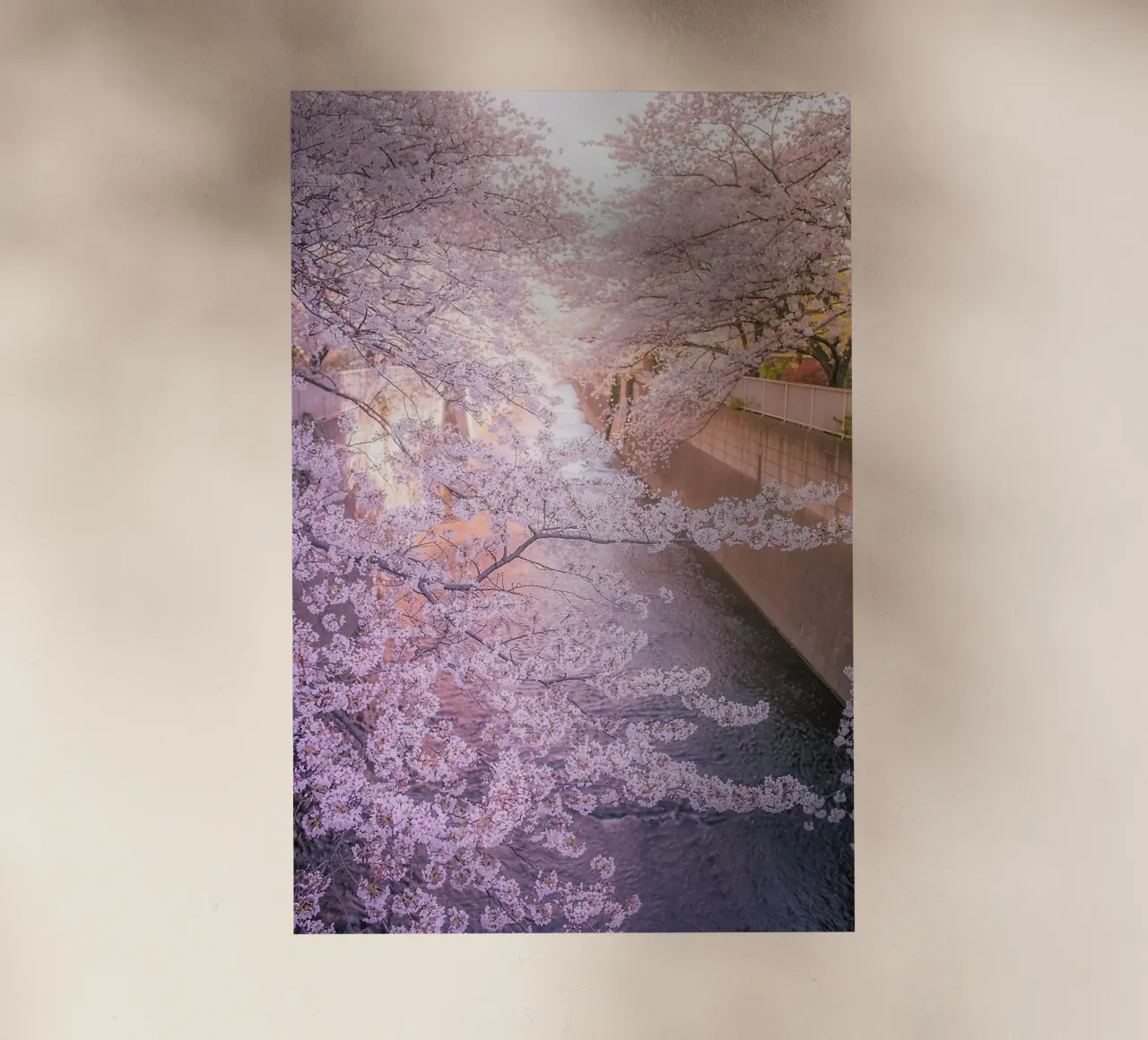 Sakura tree over Kanda Gawa river pellicola backlit da Samuel Leonardo