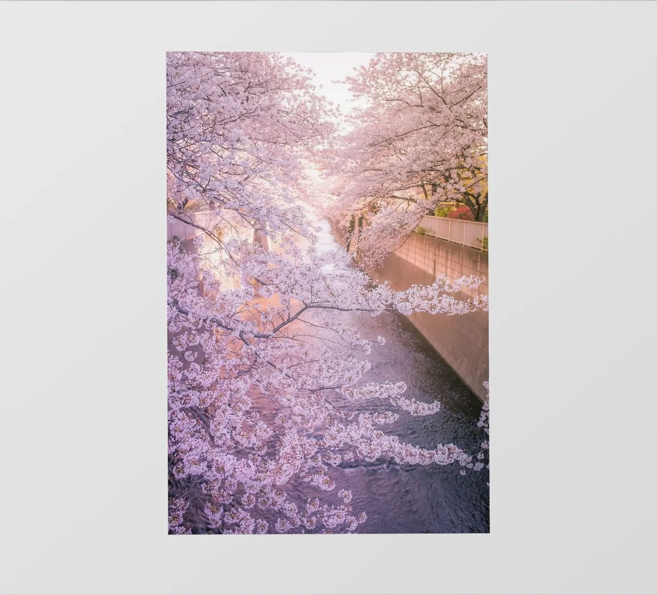 Sakura tree over Kanda Gawa river telo in pvc da Samuel Leonardo
