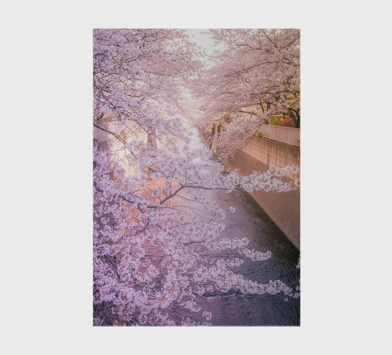 Sakura tree over Kanda Gawa river notebook by Samuel Leonardo