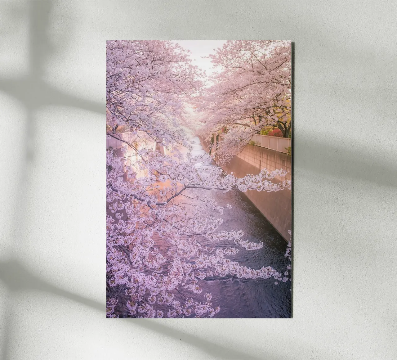 Sakura tree over Kanda Gawa river alluminio dibond da Samuel Leonardo